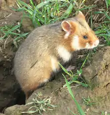 hamster sorti de son terrier dans un champ