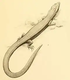 Description de l'image Cricosaura typica--E.N. Fischer.jpg.