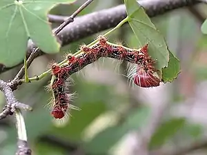 Chenille de Cricula trifenestrata, dans le Parc national de Kaeng Krachan, en Thaïlande.