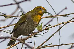 Description de l'image Crimson-browed Finch Adult Female Fambong Lho Wildlife Sanctury 30.03.2014.jpg.