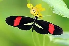 Heliconius erato