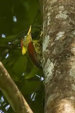 Description de l'image Crimson-winged Woodpecker - Thailand H8O6941 (16222876028).jpg.