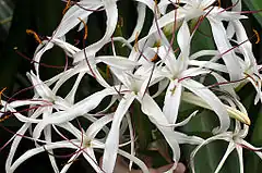 Description de l'image Crinum mauritianum flower.jpg.