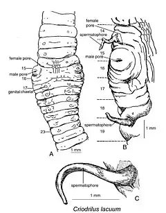 Description de l'image Criodrilus lacuum.jpg.