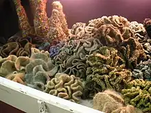Boules de tissu plissé colorées derrière une vitre, imitant un aquarium.