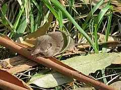 Musaraigne Crocidura russula (Soricidae)