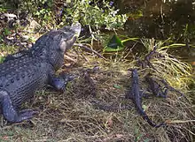 Un alligator adulte vu de dos sur la rive et faisant face à l'eau, avec à ses côtés des jeunes de différentes tailles.