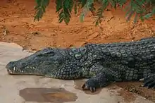 Le crocodile du Nil.