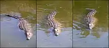 Trois photographies d'un crocodile vue de face en train de nager, ondulant la queue sur la photo de droite, ondulant le reste du corps sur celle du milieu et avec la queue courbée à gauche sur celle de gauche.