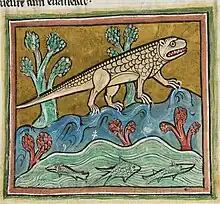 Gravure colorisée représentant un animal ressemblant à un crocodile.