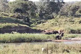 Éléphants sur la Crocodile River à Marloth Park