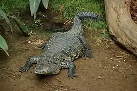 Crocodile de Morelet.
