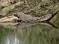 Crocodile du Nil sur le bord de la rivière Sabie