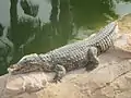Crocodile du Nil, Crocoparc, Agadir, Maroc.