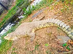 Crocodile du Nil dans le Jardin zoologique de Kinshasa