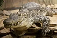 Crocodile vu de face posé sur des pierres plates.
