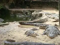 Ferme aux crocodiles.