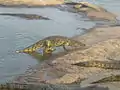 Crocodiles de Yamoussoukro sortant de l'eau pour être nourris.