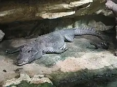 Crocodile nain