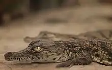 Vue de profil de la tête d'un jeune crocodile.