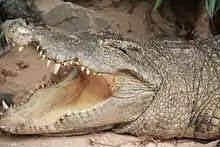 Vue de profil de la tête d'un crocodile ouvrant la gueule, un morceau de tissu, la valve palatale, obture le fond de la gorge.