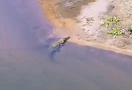Crocodile river, Malelane