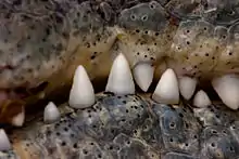 Vue rapprochée du bord de la gueule fermée d'un crocodilien, avec les dents bien visibles.