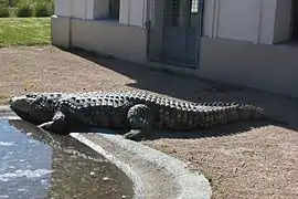 Un crocodile du désert (Crocodylus suchus).