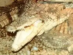 Crocodile de Cuba.