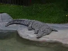 Crocodile américain.