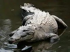 Le crocodile américain est présent sur la côte du Pacifique