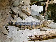 Crocodylus cataphractus (faux-gavial d'Afrique) est aussi une espèce endémique du parc.