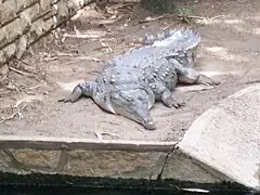 Gros plan de profil sur la tête d'un Crocodile de l'Orénoque qui a les yeux fermés