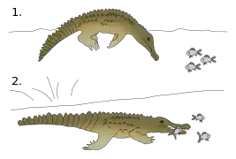Schémas d'un crocodile en U inversé, dos émergé avec trois poissons, un autre immergé tient un poisson dans la gueule.