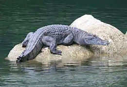 Crocodile des Philippines.