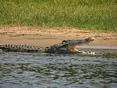 Un crocodile du Nil dans le district.