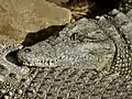 Crocodylus niloticus (juvénile).