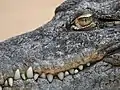 Crocodile du Nil au zoo de Cologne. Mars 2014.