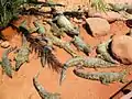 Crocodiles au soleil dans un des espaces du parc.