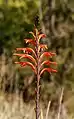 Crocosmia × crocosmiiflora, dans un levada, à Camacha, Madère. Mars 2020.