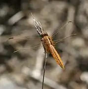 Crocothemis erythraea - mâle immature