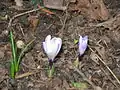 Crocus vernus subsp. albiflorus dans un jardin de collection