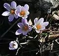 Crocus trouvés en altitude du versant nord.