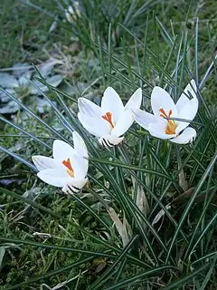 Description de l'image Crocus biflorus RHu 2019.JPG.