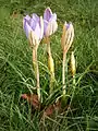 Crocus imperati 'De Jager'