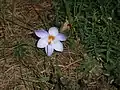 Crocus laevigatus 'Fontenayi'