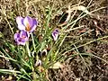 Crocus minimus