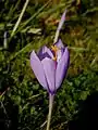 Crocus nudiflorus