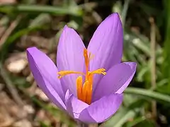 Détail d'une fleur