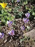 Ce crocus forme des tapis lâches